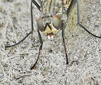 Réf. 356 908 : Lispe tentaculata